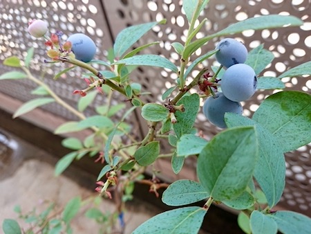 blueberry2022_08 - 1.jpeg